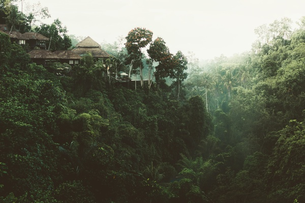 trees,house,nature,view,green,forest,vacation,terrace,trunk,adventure,trip,travel,nipa,hut