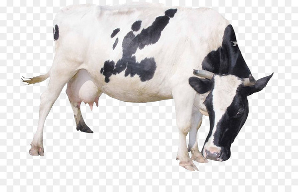 cattle,milk,dairy cattle,livestock,cow,megabyte,digital image,raster graphics,cow goat family,snout,dairy,ox,cattle like mammal,dairy cow,png