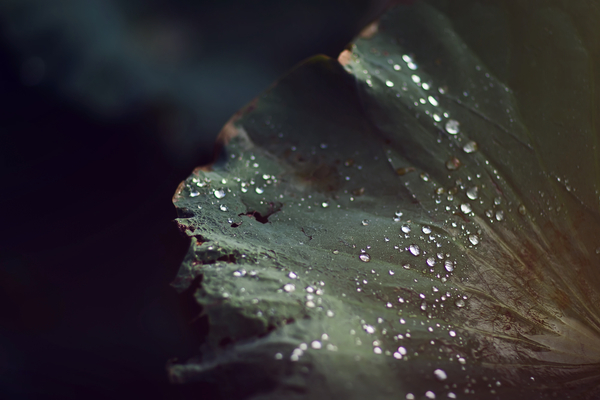 abstract,art,background,blur,close-up,cold,dew,droplets,focus,fresh,growth,h2o,insubstantial,leaf,light,lotus,macro,moisture,nature,outdoors,rain,raindrops,reflection,texture,water,waterdrops,wet,Free Stock Photo