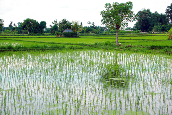 cc0,c1,indonesia,bali,rice field,water,reflections,field,asia,free photos,royalty free