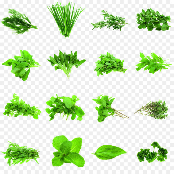 herb,spice,coriander,basil,parsley,rosemary,common sage,stock photography,food,cooking,vegetable,seasoning,flavor,thyme,plant,font,leaf,graphics,tree,green,herbalism,branch,pattern,plant stem,line,grass,ivy,leaf vegetable,png