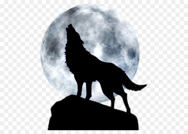 dog,moon,full moon,tshirt,black wolf,aullido,blue moon,drawing,animal,werewolf,lunar phase,pack,jackal,gray wolf,wildlife,silhouette,carnivoran,sky,dog like mammal,organism,black and white,png