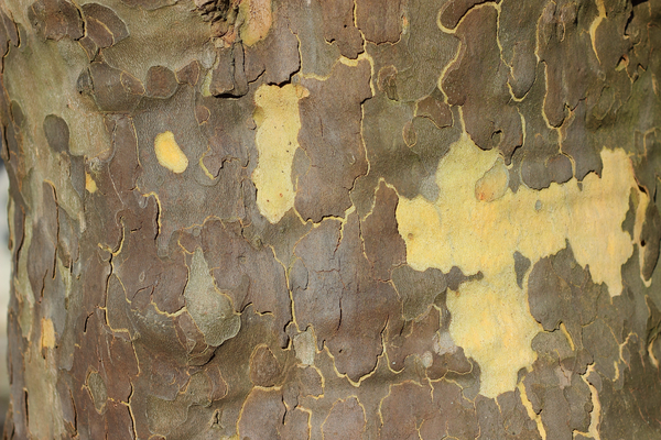 cc0,c1,plane,tree,bark,tree bark,map,texture,structure,background,close,pattern,wallpaper,free photos,royalty free