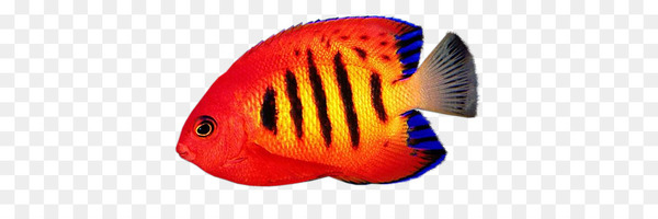 Free: Reef aquarium Desktop Wallpaper Flame angelfish - fish 