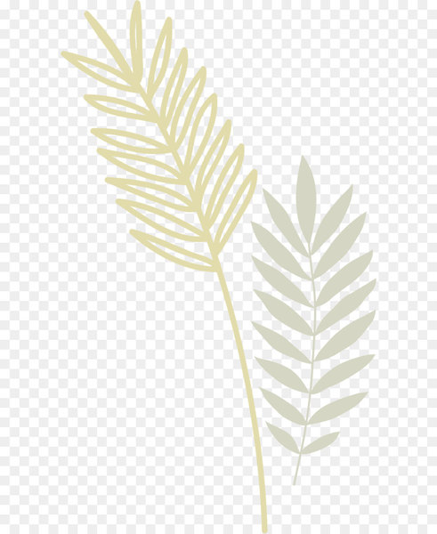leaf,yellow,angle,grasses,family,grass family,pattern,design,line,png