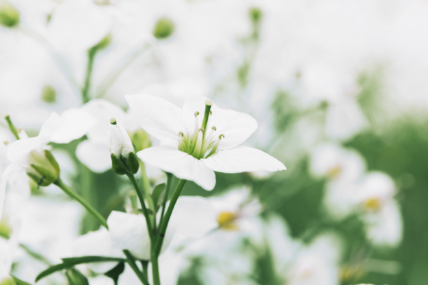 flower,floral,flowers,leaf,nature,spring,white,growth,fresh,blossom,beautiful,day,spring flowers,white flower,bloom,delicate,blooming,closeup