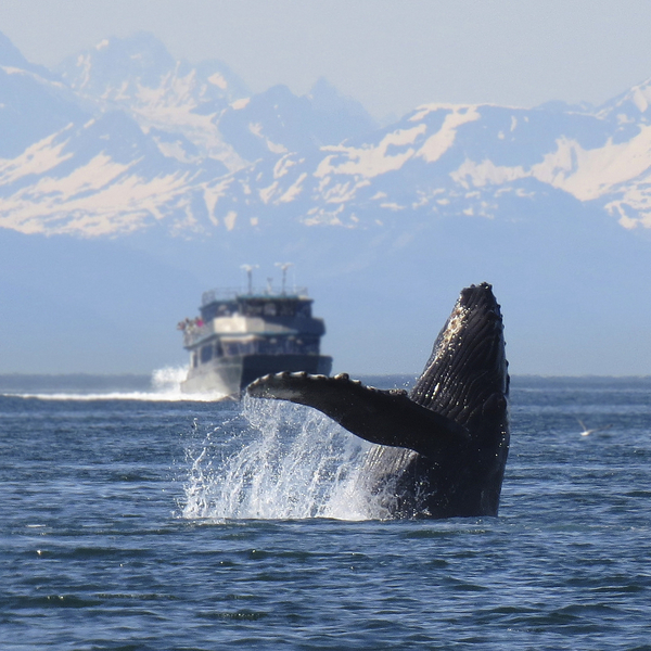 cc0,c2,humpback,whale,alaska,nature,wildlife,breaching,tourism,boat,travel,free photos,royalty free