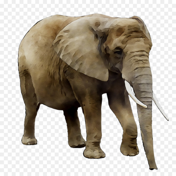 asian elephant,african bush elephant,lion,elephant,rhinoceros,computer icons,desktop wallpaper,drawing,african elephant,elephants and mammoths,mammal,vertebrate,terrestrial animal,indian elephant,wildlife,animal figure,snout,png