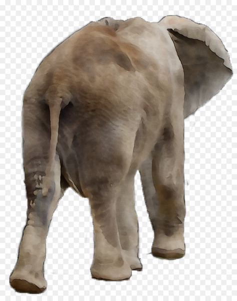 indian elephant,african elephant,elephant,terrestrial animal,snout,animal,elephants and mammoths,mammal,animal figure,wildlife,fawn,png