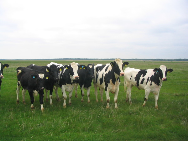cow,cows,cattle,beef,bovine,holstein
