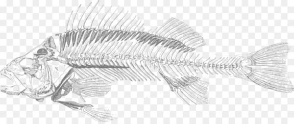 Free: Fish bone Skeleton Bony fishes Clip art - sketch 