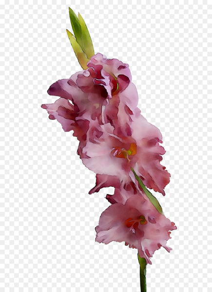 gladiolus,cut flowers,pink m,flower,rtv pink,flowering plant,plant,pink,petal,iris family,dendrobium,orchid,png