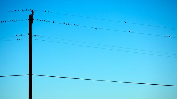 birds on telephone wire silhouette