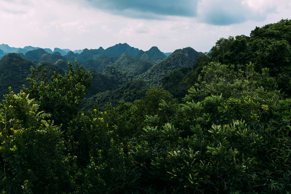 lush,green,forest,mountains,vietnam,free photos
