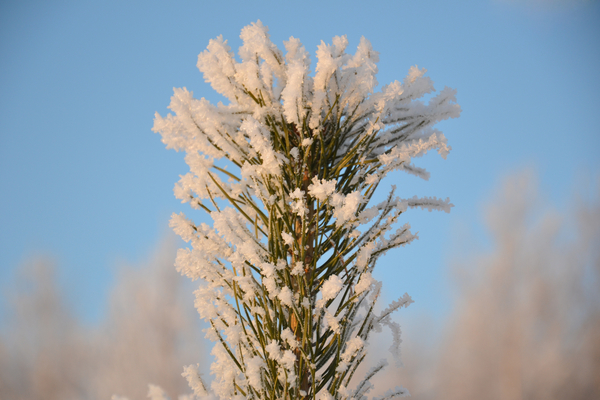 cc0,c1,pine,tip,christmas tree,tree,winter,snow,ice crystals,snowflakes,frost,christmas,sky,nature,frozen,free photos,royalty free