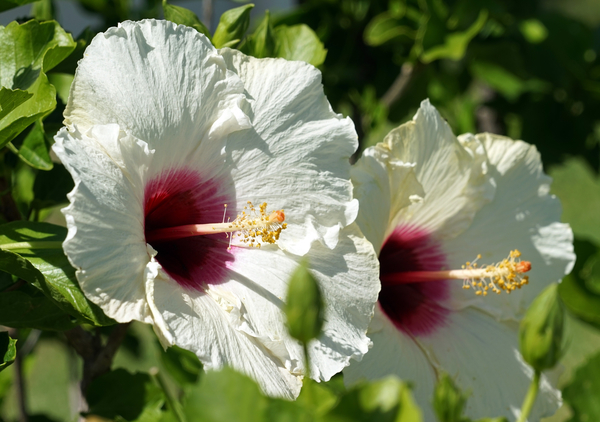 cc0,c1,hibiscus,blossom,bloom,white,flower,mallow,close,nature,free photos,royalty free