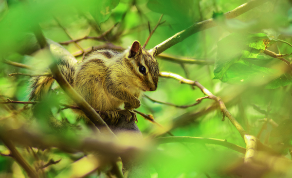 wood,wildlife,wild,tree,tail,squirrel,sit,rodent,outdoors,mammal,little,cute,close-up,blur,animal
