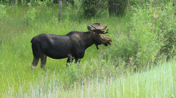 cc0,c1,moose,nature,antlers,usa,alces,free photos,royalty free