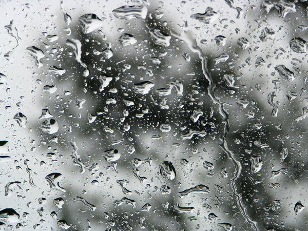 glass,rain,window,trees