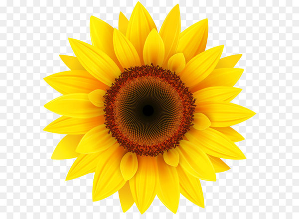common sunflower,computer icons,image file formats,computer graphics,sunflower seed,pollen,close up,sunflower,petal,macro photography,yellow,flower,daisy family,flowering plant,png
