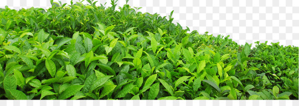tea,green tea,leaf,vecteur,green,resource,camellia sinensis,gratis,tea green,lawn,herb,grass family,plant,grass,wheatgrass,png