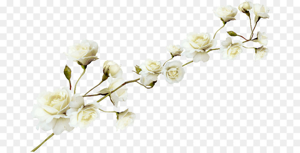 flower,encapsulated postscript,computer icons,blog,branch,blossom,petal,floristry,design,cut flowers,flower arranging,white,twig,floral design,cherry blossom,png
