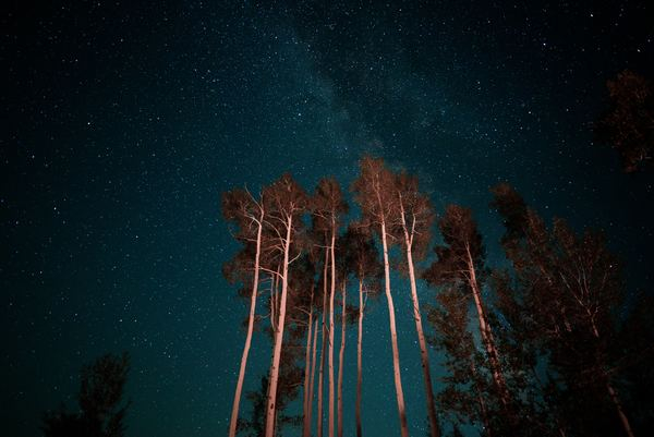 night sky,star,night,night sky,night,star,galaxy,star,space,tree,night,forest,star,sky,dark,green,red,milky way,glow,milkyway,blue,free pictures