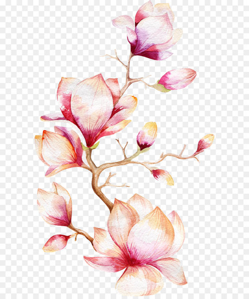 watercolor painting,magnolia,painting,flower,stock photography,royaltyfree,photography,drawing,pink,plant,blossom,petal,floristry,illustration,magnolia family,plant stem,design,branch,spring,flower arranging,pattern,floral design,flowering plant,png