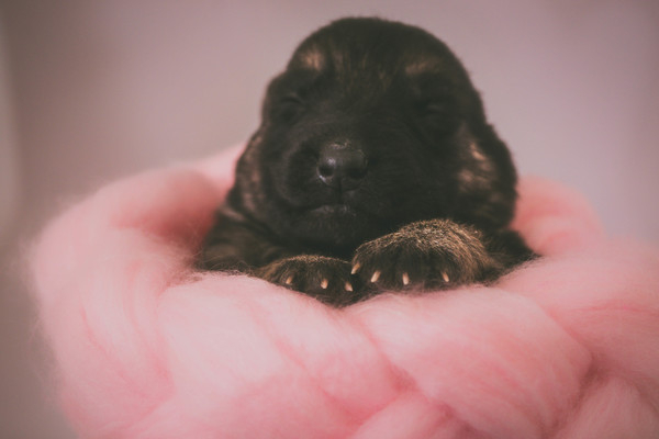 puppy,dog,hand,animal,pet,cute,sleep,black,german shepherd,newborn,paws