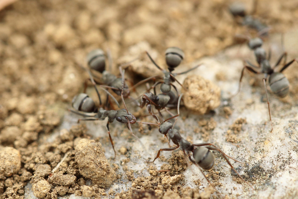ant,insect,macro,close up,soil
