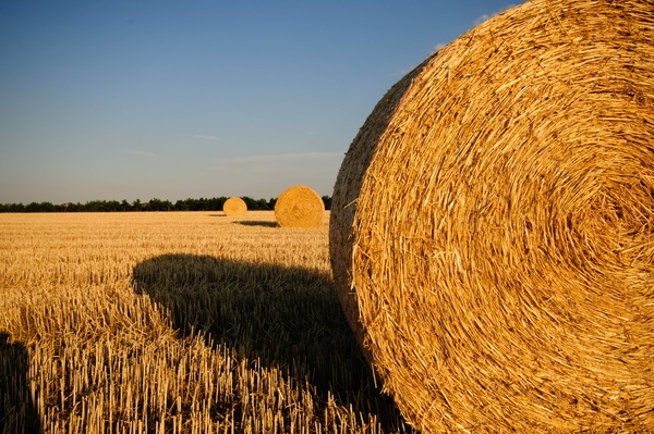 farm,field,harvest,hay,hay bales,straw bales,Free Stock Photo
