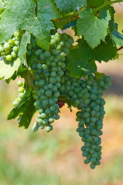 cc0,c1,wine,grapes,fruit,vine,winegrowing,autumn,wine leaf,plant,free photos,royalty free