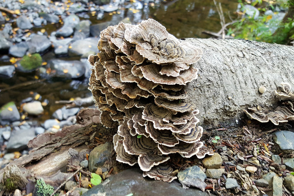 fungi,fungus,wild growth,tree trunk,forest,plants,dead trees,fungi mushroom,mushroom fungi,tree fungus,tree fungi,fungi on tree,fungus on trees,wood decay,decaying,decay,fungi pictures,pictures of fungi,water,stream