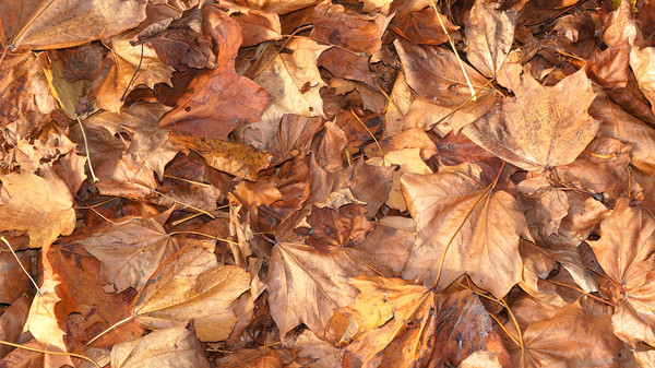 pattern,outdoors,nature,natural,leaves,ground,fall,environment,dry,dried leaves,countryside,color