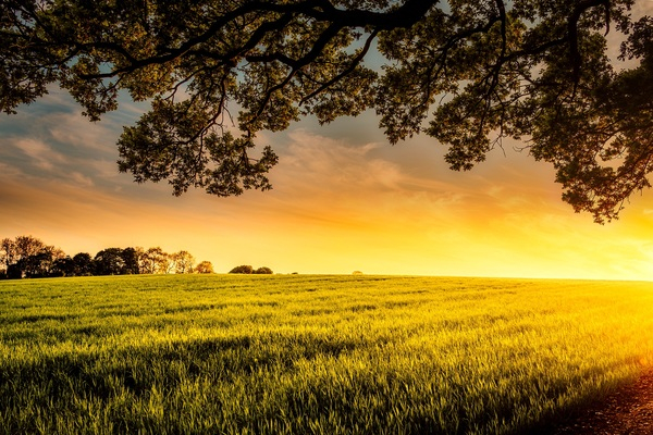 agriculture,clouds,cropland,crops,dawn,dusk,farmland,field,idyllic,leaves,nature,scenic,sky,sunrise,sunset,tranquil,trees,Free Stock Photo