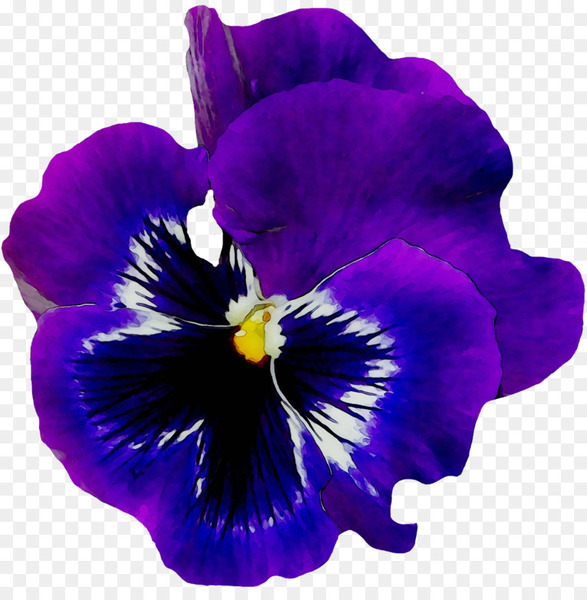 pansy,flower,african violets,violet,common blue violet,sweet violet,purple,blue,flower garden,violaceae,flowering plant,petal,wild pansy,plant,viola,violet family,cattleya,png