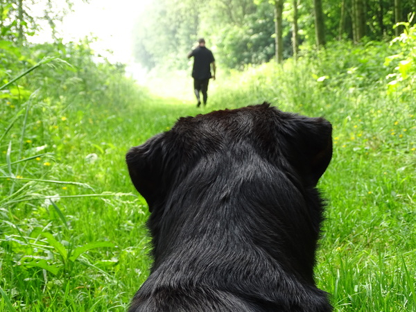woods,trees,plants,pet,person,outdoors,mammal,leaves,grass,fur,forest,foliage,focus,field,dog,depth of field,close-up,canine,blur,back view,animal photography,animal
