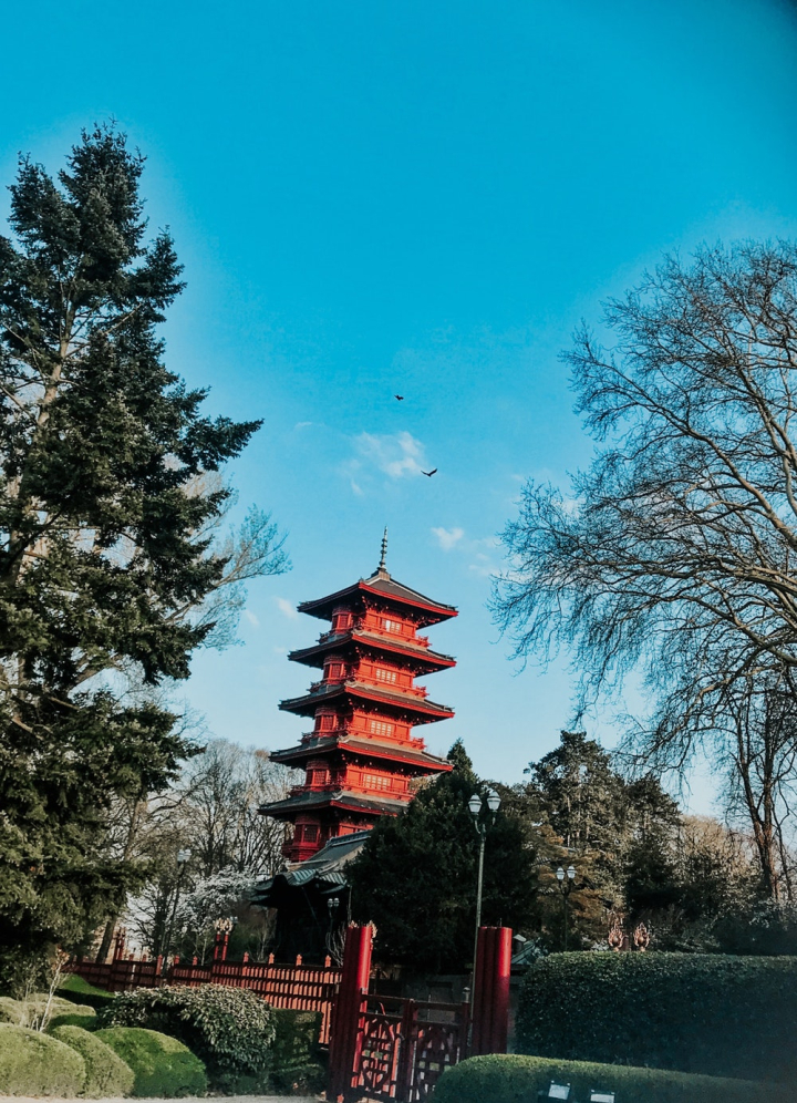 architecture,asian architecture,birds,building,color,daylight,daytime,environment,exterior,flying,gate,landmark,landscape,light,outdoors,pine tree,plants,temple,traditional,travel,trees
