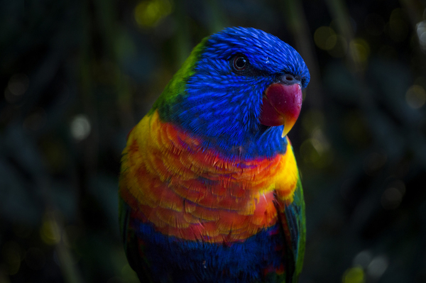 nature,animals,parrot,rainbow,colors,bird