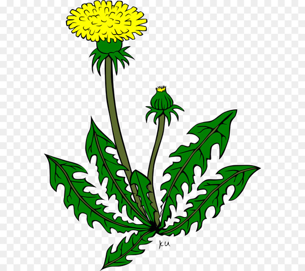 common dandelion,drawing,royaltyfree,cartoon,dandelion,flowering plant,flower,plant,botany,leaf,tagetes,herbaceous plant,goldenrod,flatweed,png