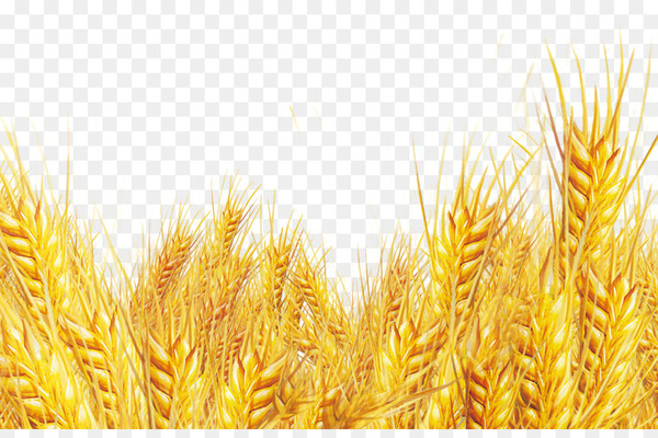 durum,emmer,common wheat,mantou,oat,cereal,flour,food,computer icons,bran,whole grain,oatmeal,cereal germ,wheat,grass family,commodity,food grain,grass,poales,grain,avena,png