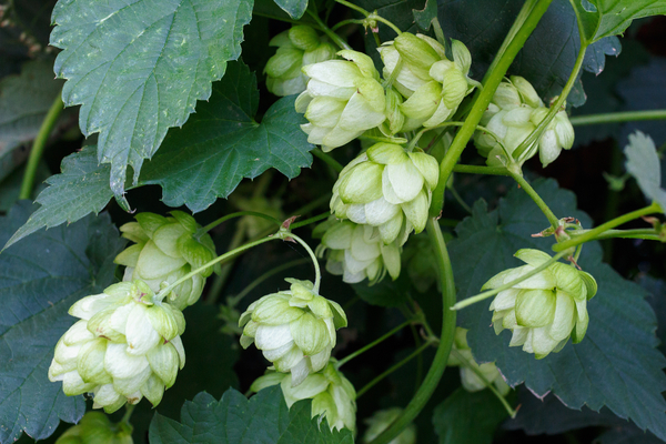 cc0,c1,hops,plant,beer,alcohol,brewery,free photos,royalty free