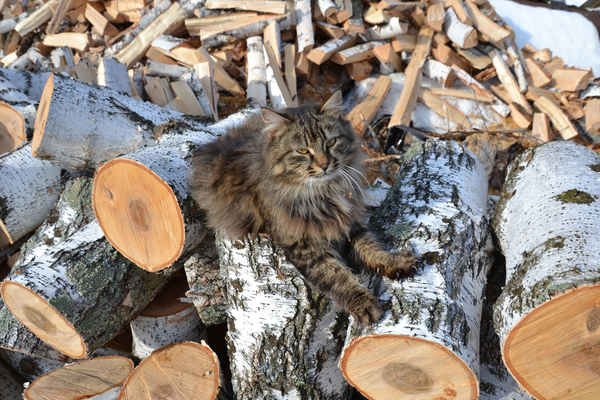 cc0,c1,birch,logs,firewood,cat,satisfied,russia,free photos,royalty free