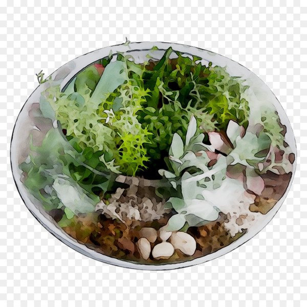 herb,plate,plant,leaf,flower,bowl,flowerpot,dishware,vegetable,perennial plant,tableware,png