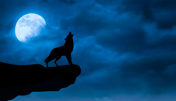 wolf,wolves,moonlight,animal,black,blue,cloud,concept,dark,darkness,fog,full moon,halloween,horror,landscape,light,mountain,nature,night,predator,silhouette,sky,spooky,wildlife