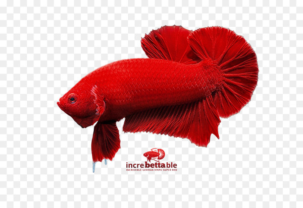 fish,redm,red,organism,tail,fin,png