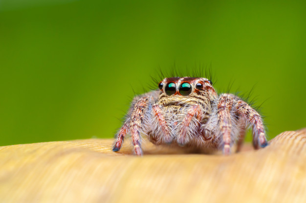 arachnid,tiny,predator,fauna,botanic,small,single,looking,alone,look,leg,wild,jumping,bright,hill,beautiful,asian,spider,outdoor,brown,park,jungle,plant,tropical,eye,orange,spring,face,cute,forest,beauty,animal,nature,green,leaf,pattern