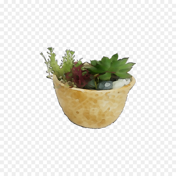 herb,flowerpot,echeveria,flower,plant,houseplant,grass,cactus,beige,ceramic,succulent plant,soil,anthurium,interior design,png
