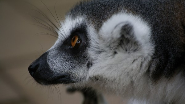 lemur,animal
