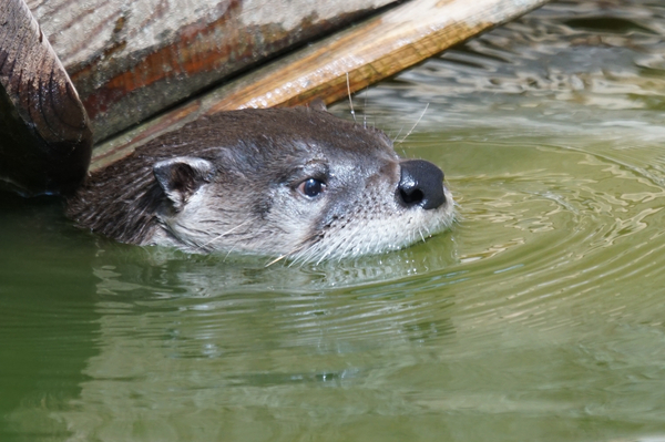 cc0,c1,otter,water,head,free photos,royalty free